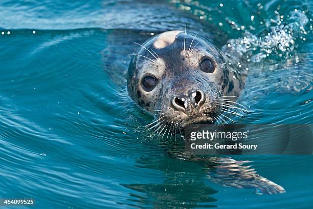 grey seal - gray seal stock pictures, royalty-free photos & images