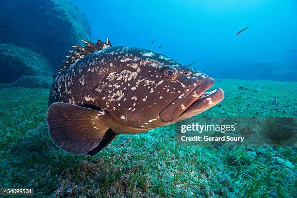 dusky grouper - cernia foto e immagini stock