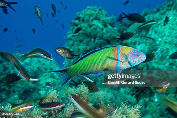 ornate wrasse - corsica france stock pictures, royalty-free photos & images