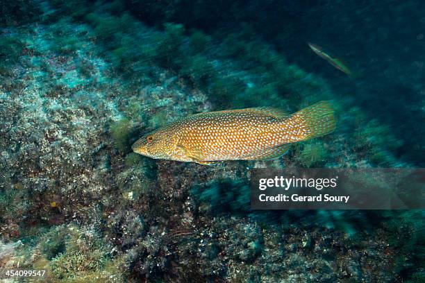 green wrasse - spotted wrasse stock pictures, royalty-free photos & images