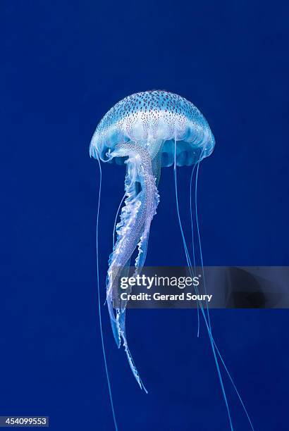 mauve stinger - undersea stock-fotos und bilder
