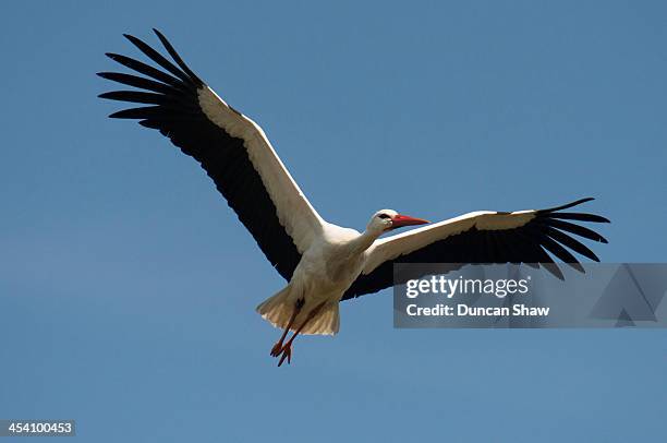 white stork belgium - ooievaar stockfoto's en -beelden