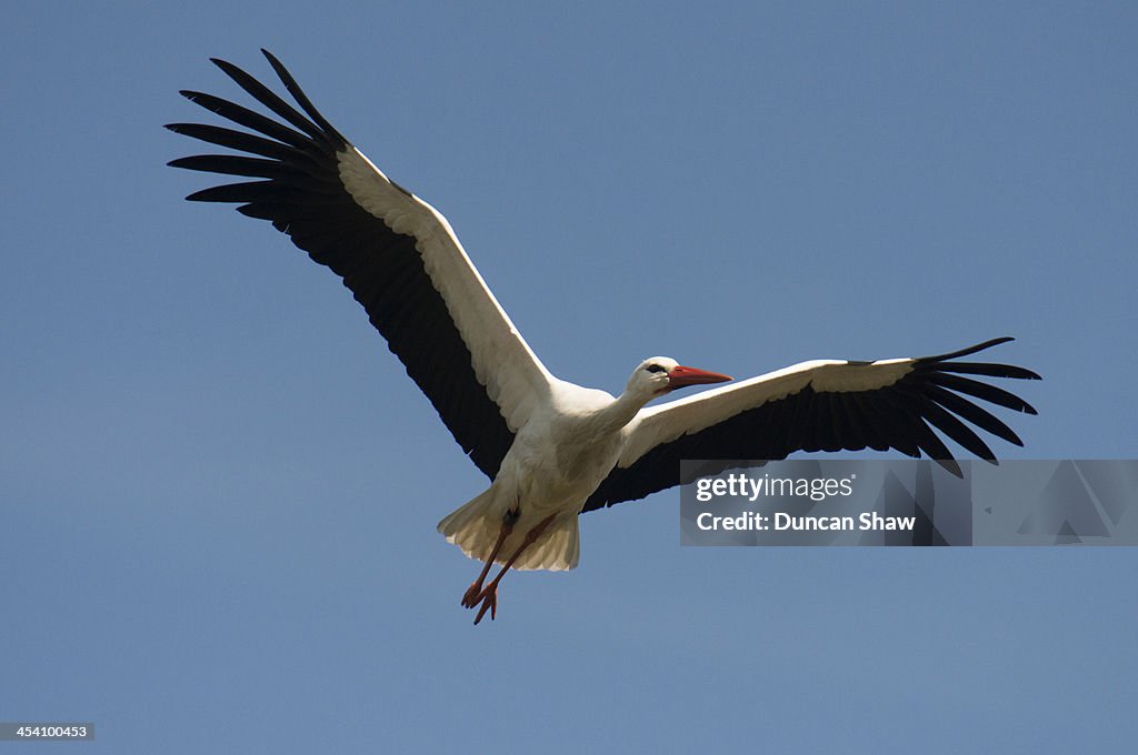 White Stork Belgium