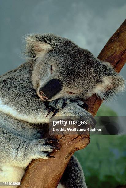 Australia, Koala Bear Sleeping.