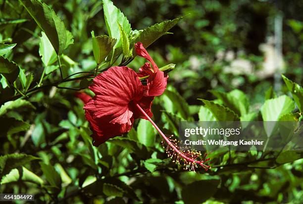 Solomon Islands, Treasury Island, Falamai Village, Garden, Red Hibiscus Flower.