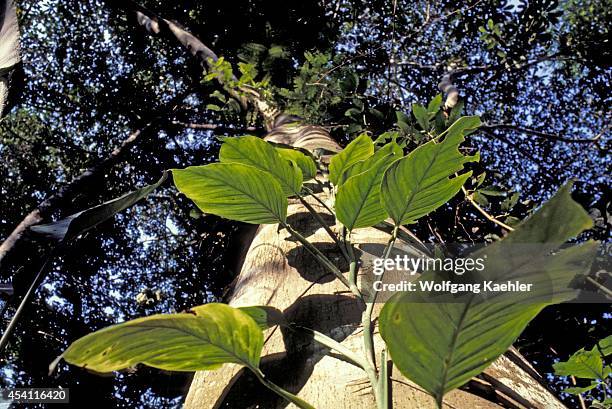 Amazon, A Plant Climbs The Trunk Of A Tree In Search Of Light In The Rain Forest.