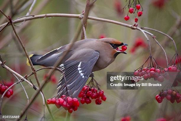 bohemian waxwing - seidenschwanz vogelart stock-fotos und bilder