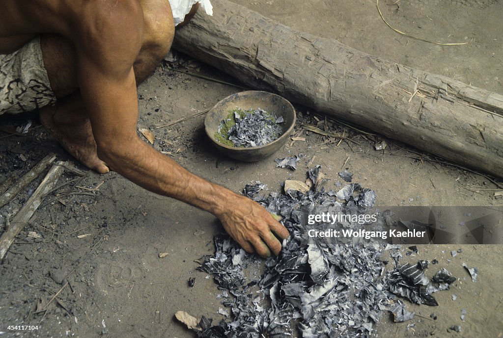 Amazon, Peru, Borra Indio Processing Cocoa Leaves-used As A...