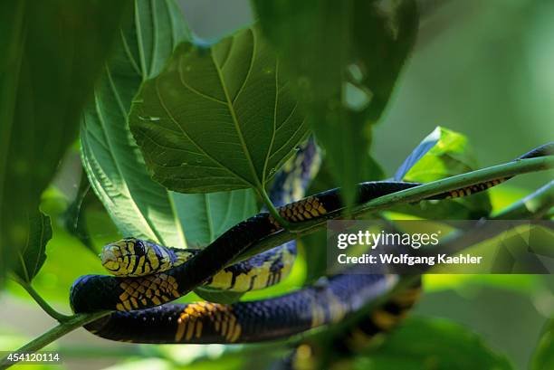 Ecuador, Amazon Basin, Near Coca, Rain Forest, Spilotes Sp. Snake In Bush.