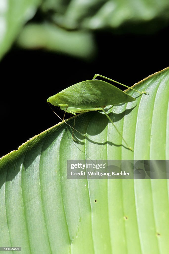 Ecuador, Amazon Basin, Near Coca, Rain Forest, Katydid,
