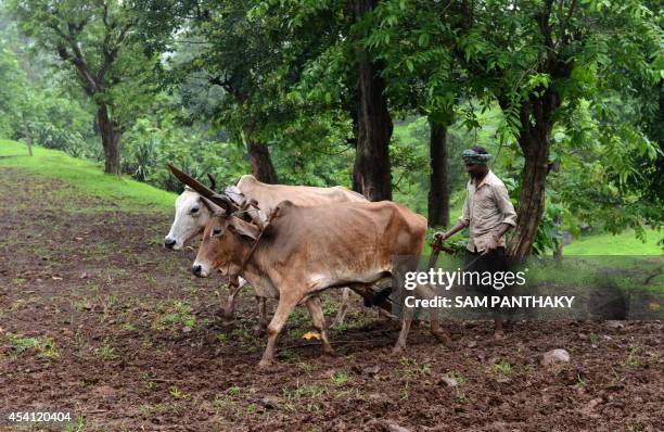 An Indian farmer ploughs his field with cattle in a village in the vicinity of Saputara, some 400 kms from Ahmedabad on August 23, 2014. Saputara...