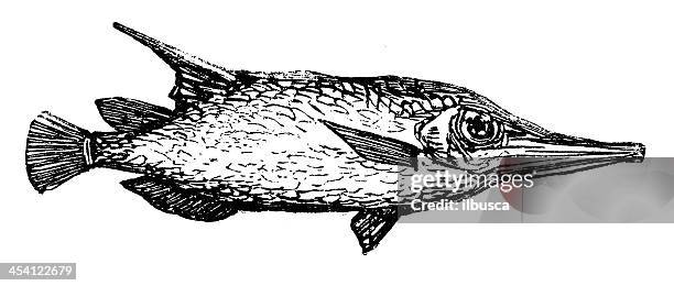 antique illustration of trumpetfish (macroramphosus scolopax) - snipefish stock illustrations