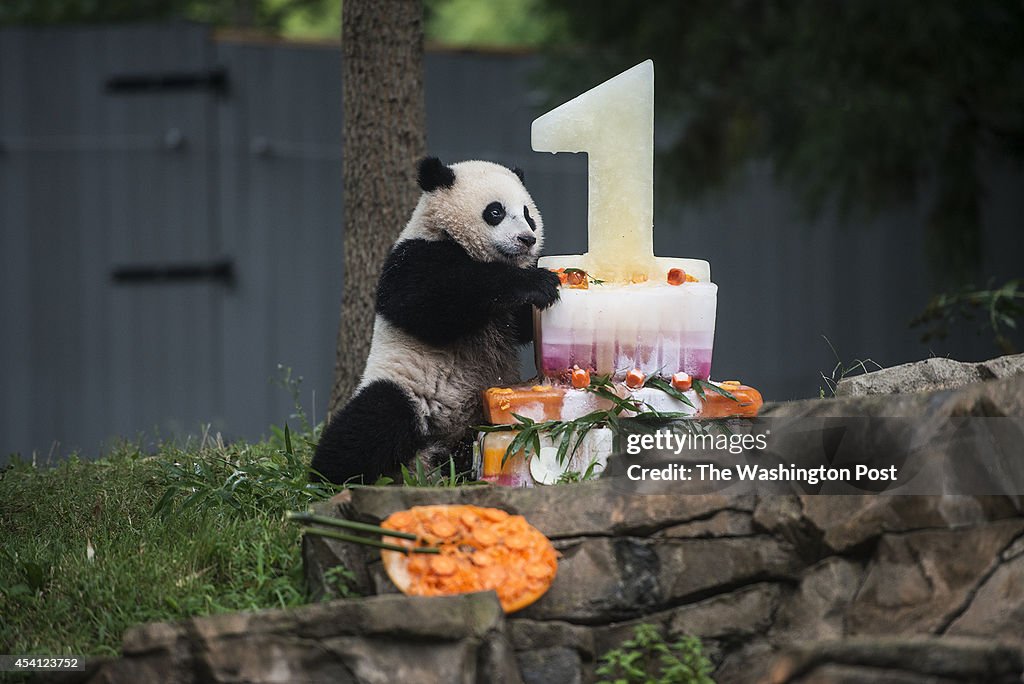 Giant Panda Bao Bao's First Birthday