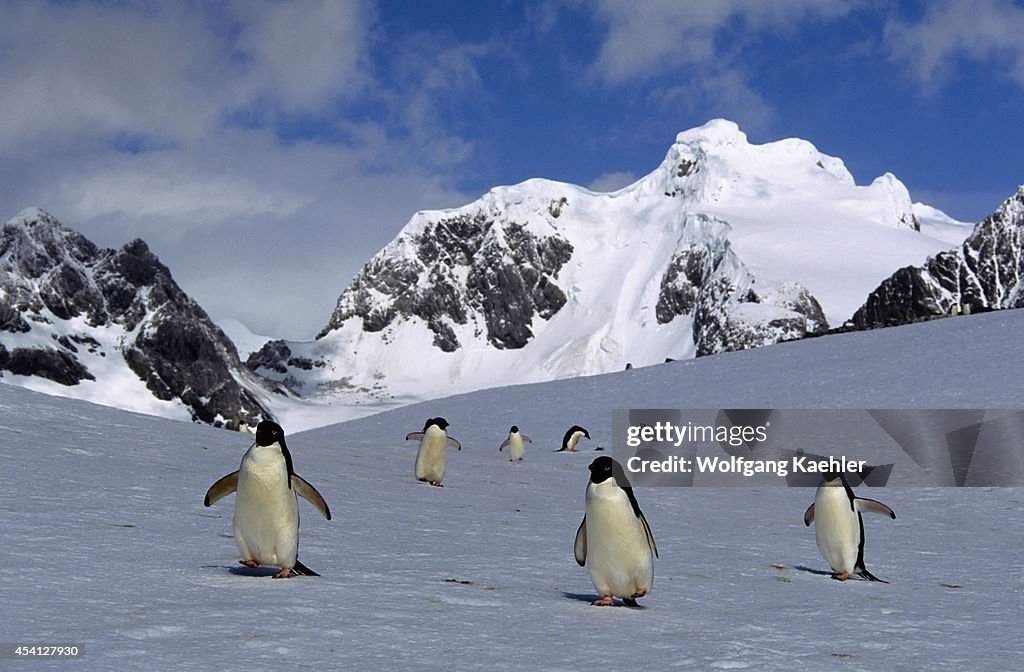 Antarctica, South Orkney Islands, Laurie Island, Adelie...