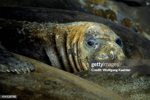 Antarctica, King George Island, Elephant Seals Come Ashore To Moult, Resting In Herd Together.