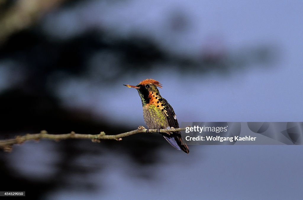 Trinidad, Asa Wright Nature Center, Tufted Coquette (...