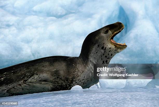 See Leopard Snow Leopard Ice Stock-Fotos und Bilder - Getty Images