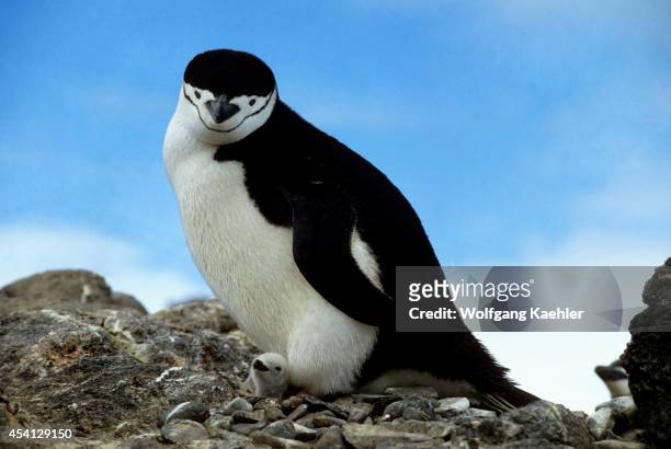 Antarctica, Chinstrap Penguin With Newly Hatched Chick.