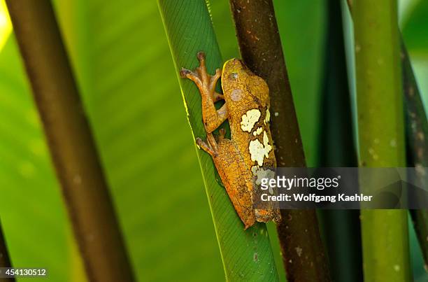 Ecuador,amazon Rainforest, Rio Napo, Near Coca, Frog On Heliconia Plant.