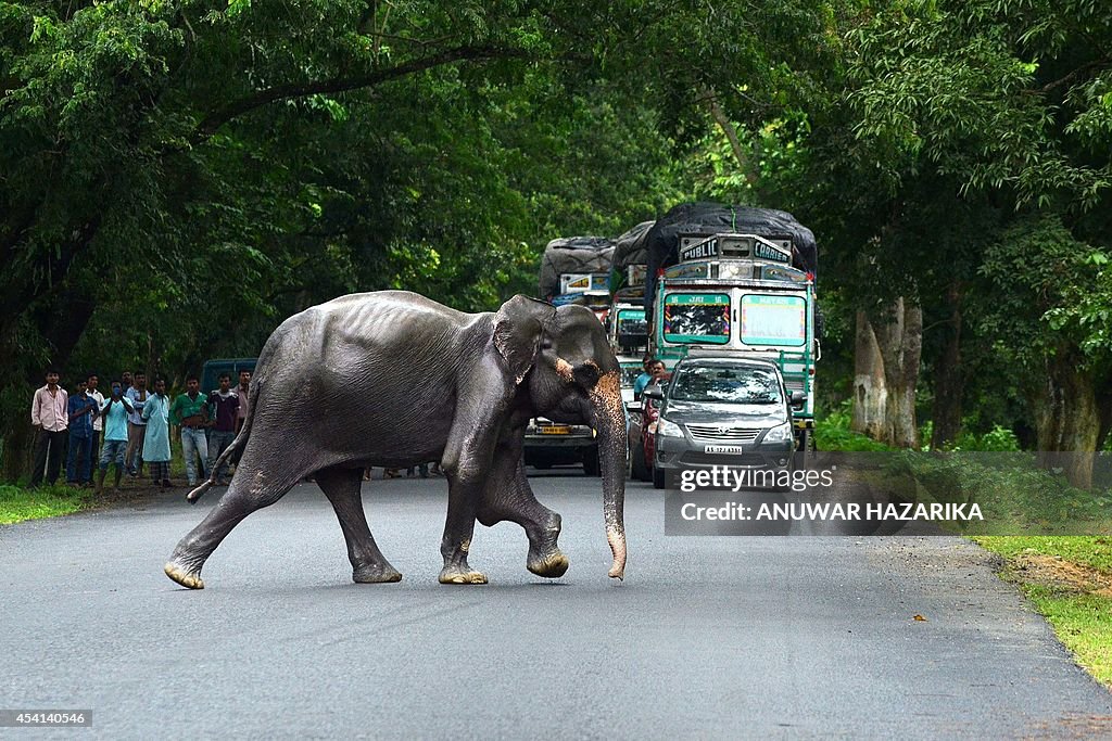 INDIA-MONSOON-ELEPHANT