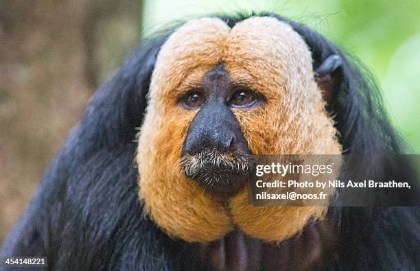 white-faced saki monkey - white faced saki monkey stock pictures, royalty-free photos & images