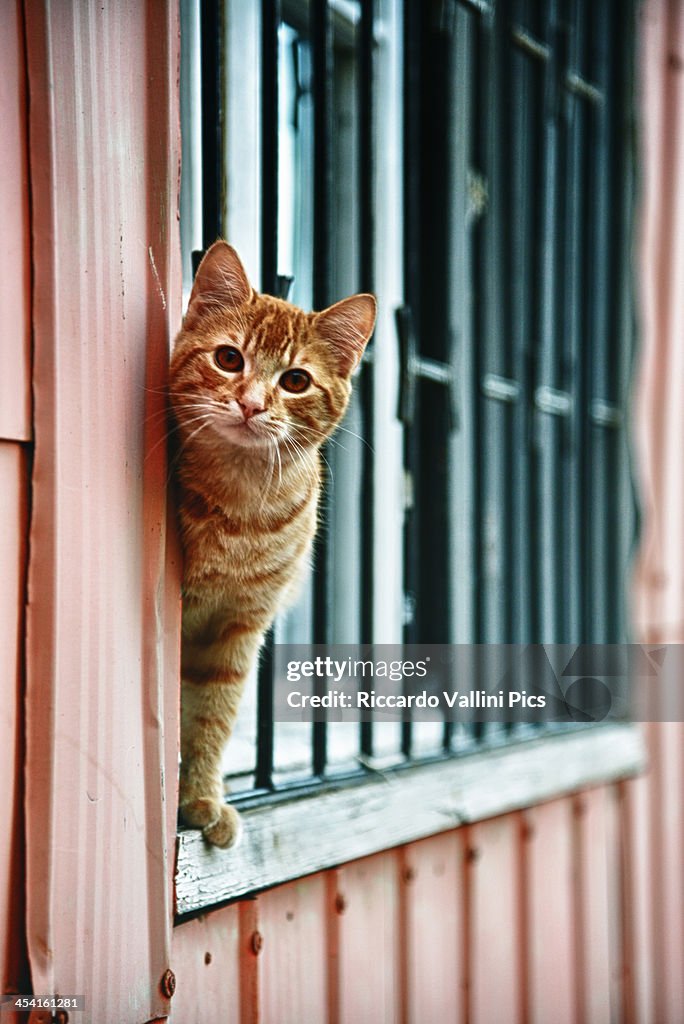 Cat in Valparaiso