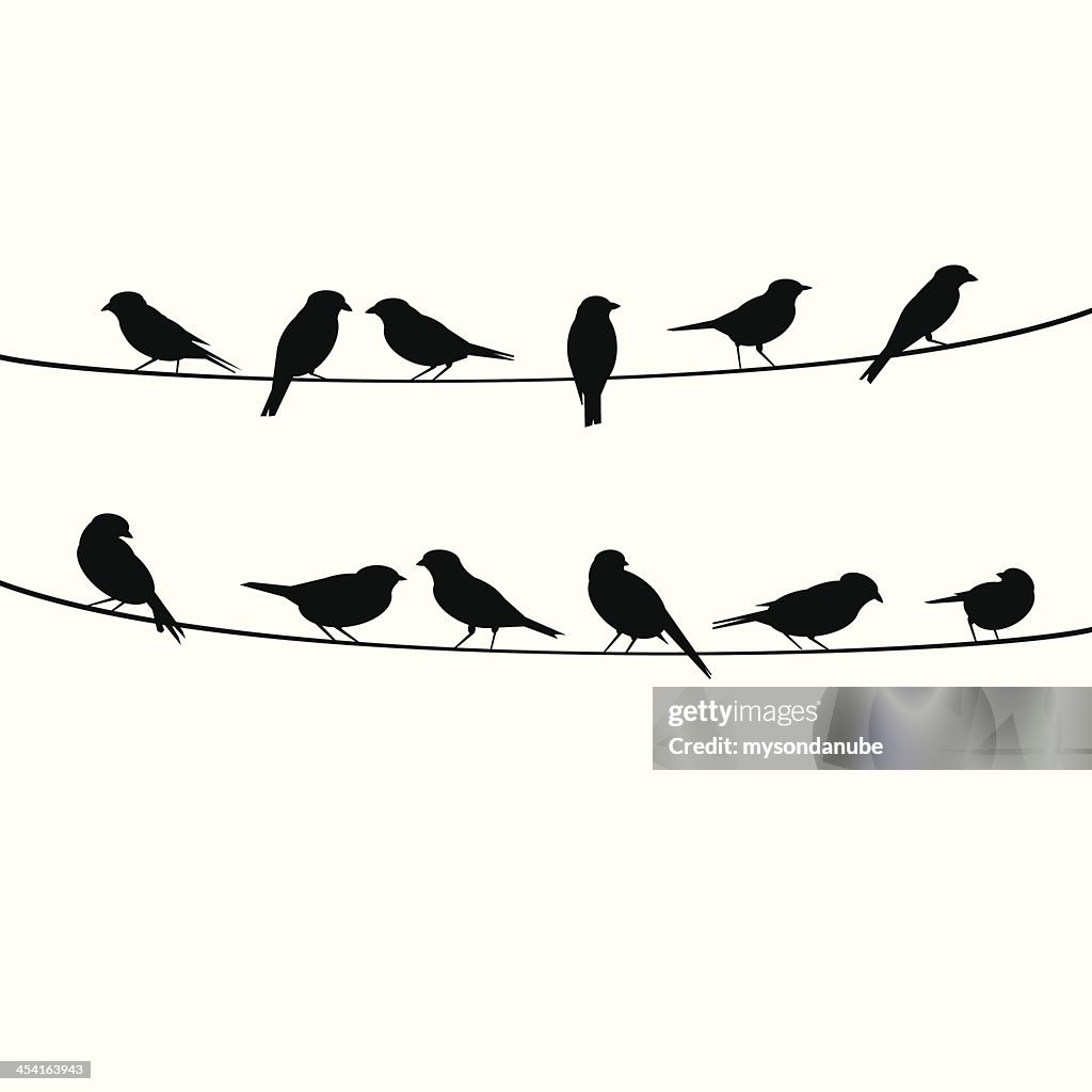 Birds resting on wire