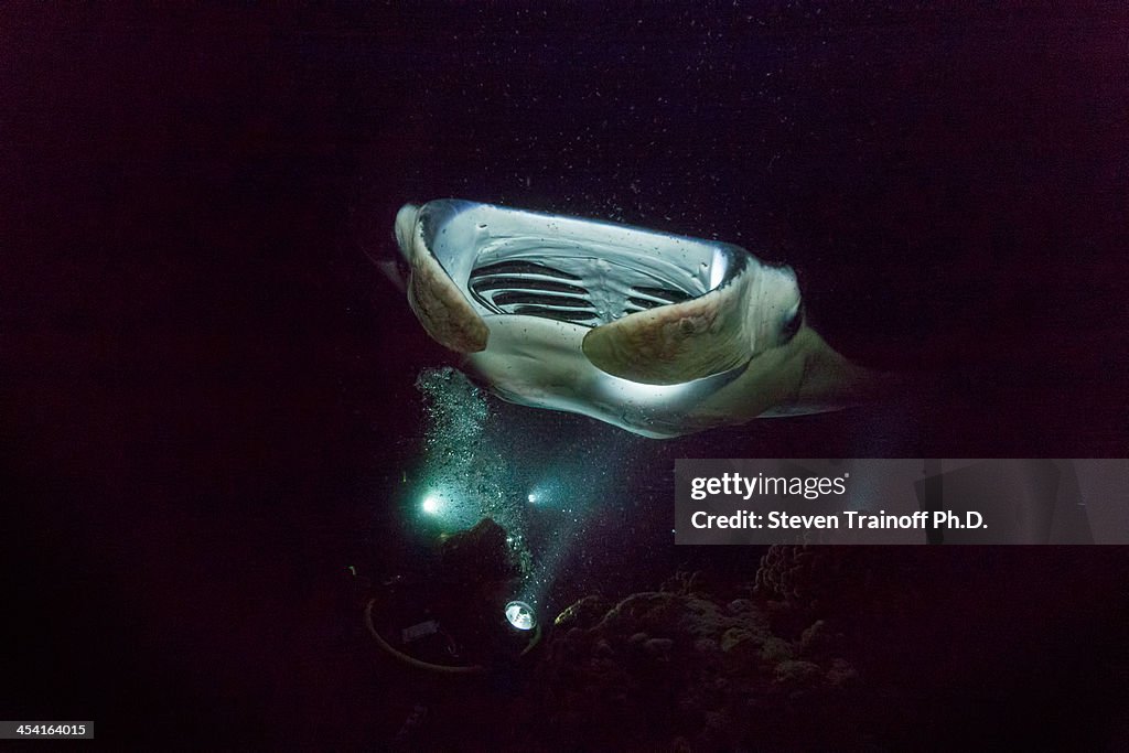 Manta Rockstar in the spotlight