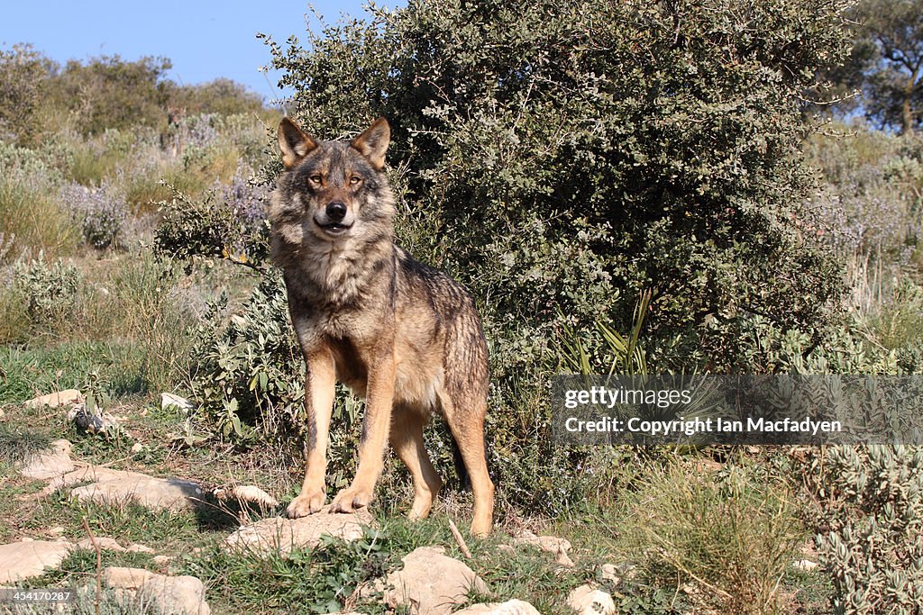 Iberian Wolf, Canis lupus signatus