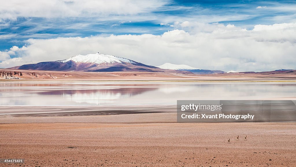 Vicuñas runing to the aguas Calientes Salt flats