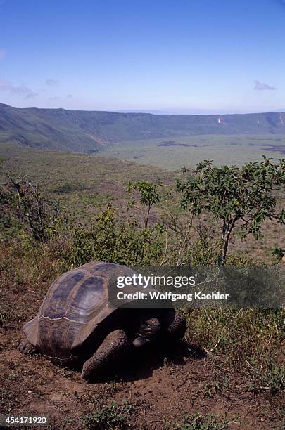 Ecuador,galapagos Islands, Isabela Island, Alcedo Volcano, Galapagos Tortoise On Rim Of Crater.