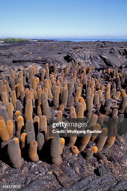 Ecuador, Galapagos Island, Fernandina Is., Lava Cactus.