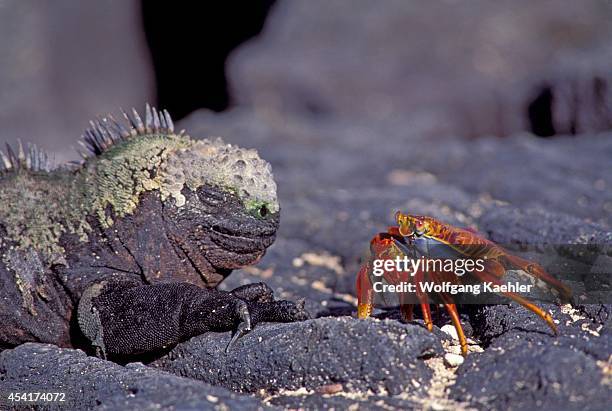 Ecuador, Galapagos Island, Fernandina Is., Marine Iguana And Sally-lightfoot Crab.