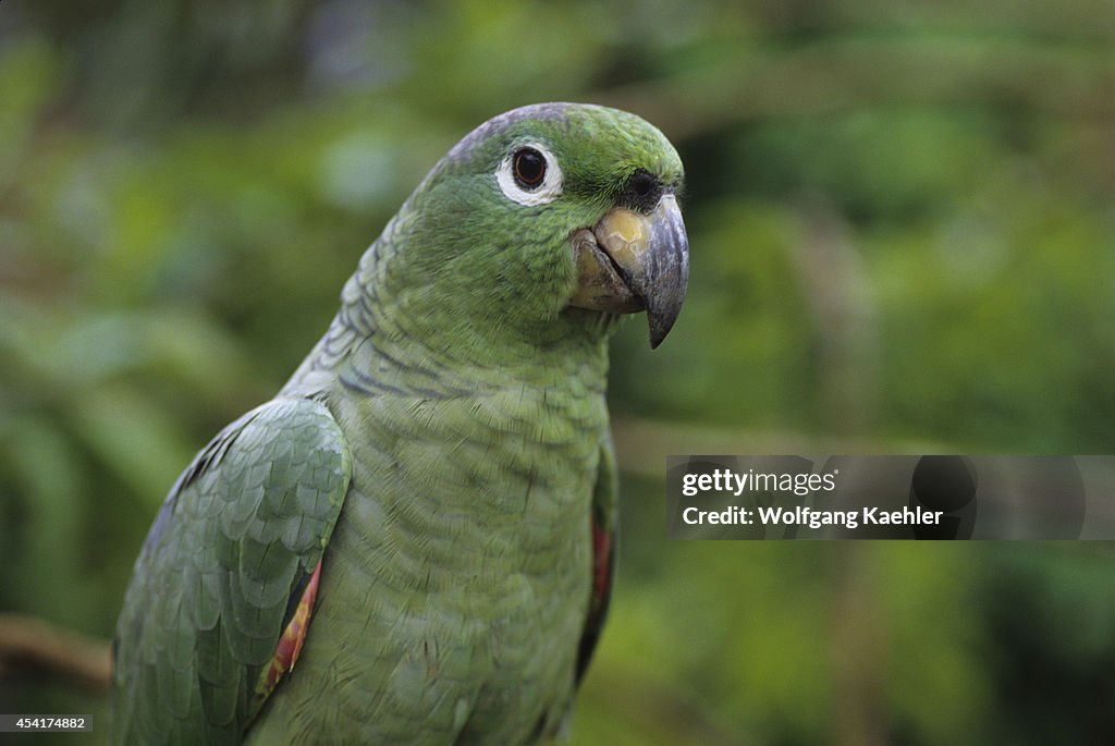 Ecuador, Amazon Basin, Rio Napo, Rainforest, Mealy Parrot,...