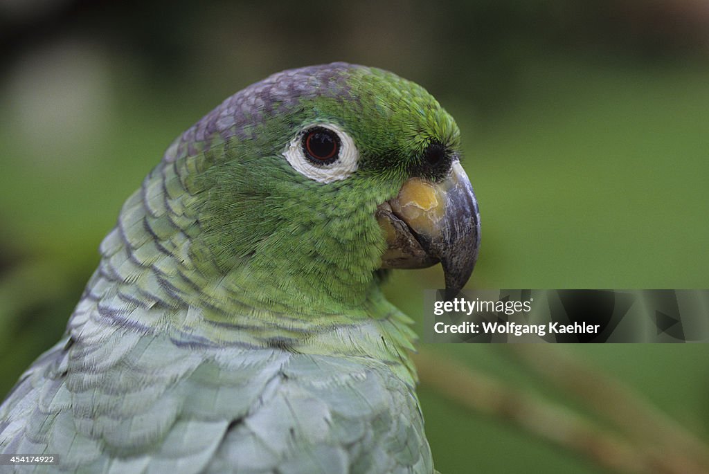 Ecuador, Amazon Basin, Rio Napo, Rainforest, Mealy Parrot,...