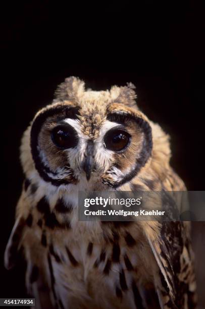 Portrait of a juvenile Striped owl in theAmazon Basin of Ecuadorian rainforest along the Rio Napo, Ecuador.