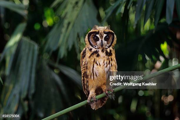 Juvenile Striped owl in theAmazon Basin of Ecuadorian rainforest along the Rio Napo, Ecuador.
