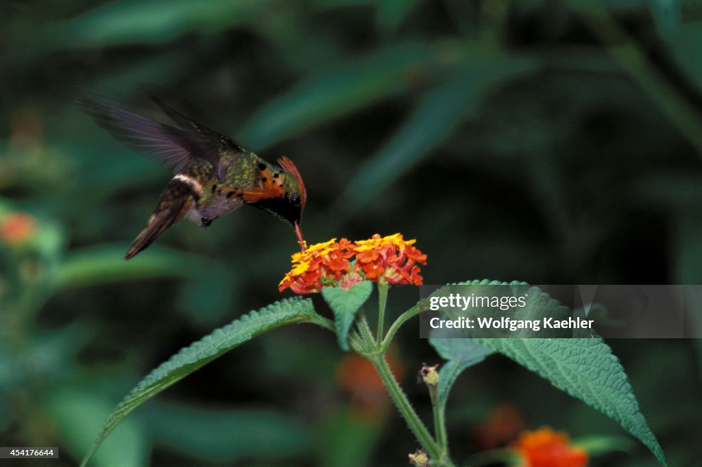 Trinidad, Asa Wright Nature Ctr, Tufted Coquette On Flower (...