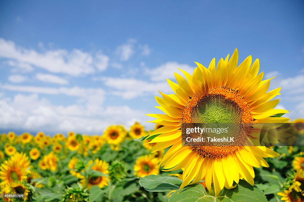 Sunflower field