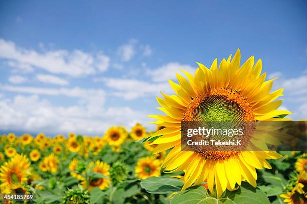 sunflower field - girassol fotografías e imágenes de stock