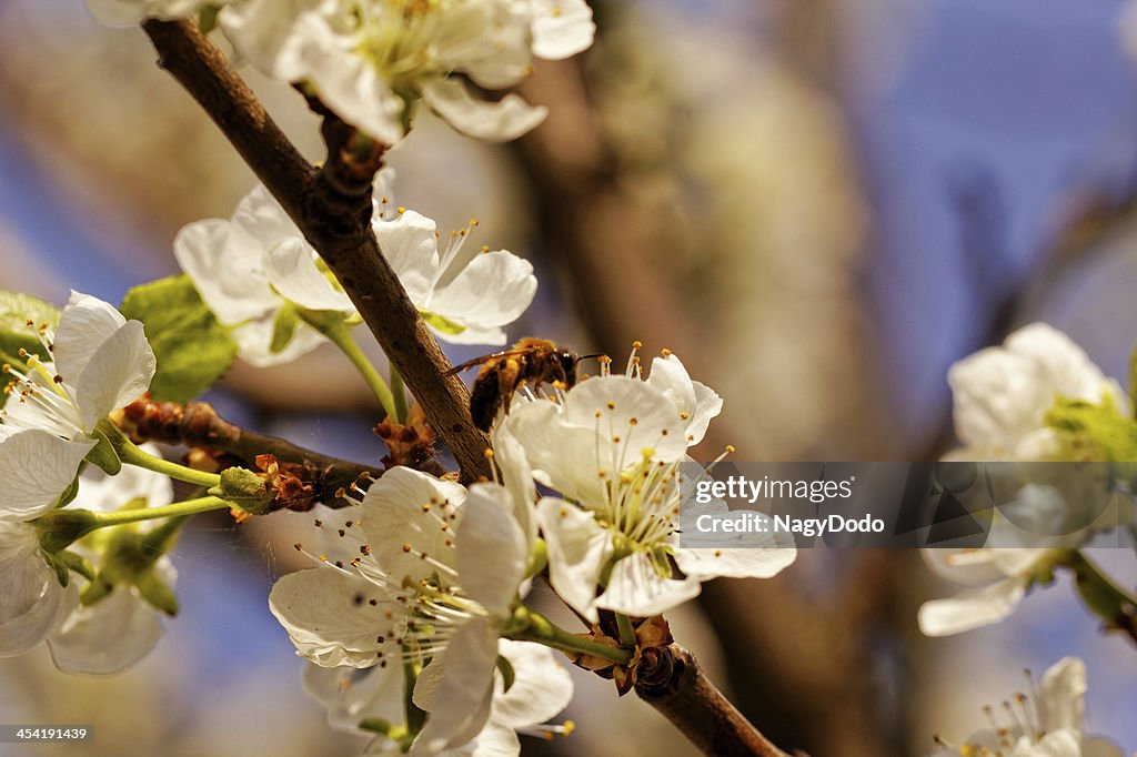 Blossom cherry tree with bee