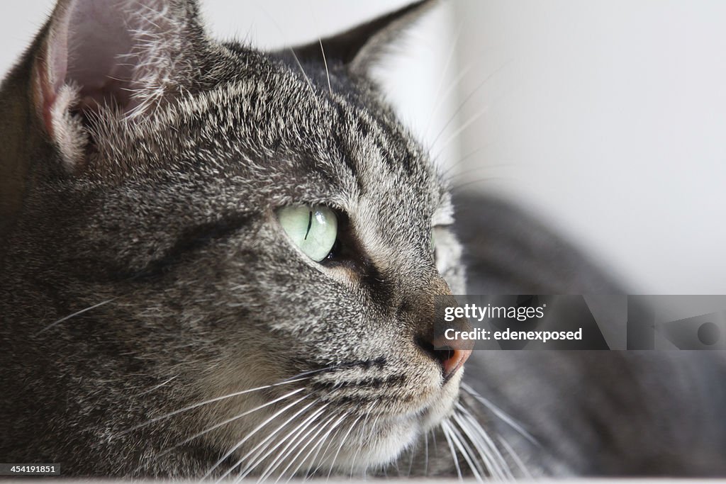 Grau gestreifte Domestic Getigerte Katze Katze auf dem Tisch liegen, Wohnzimmer