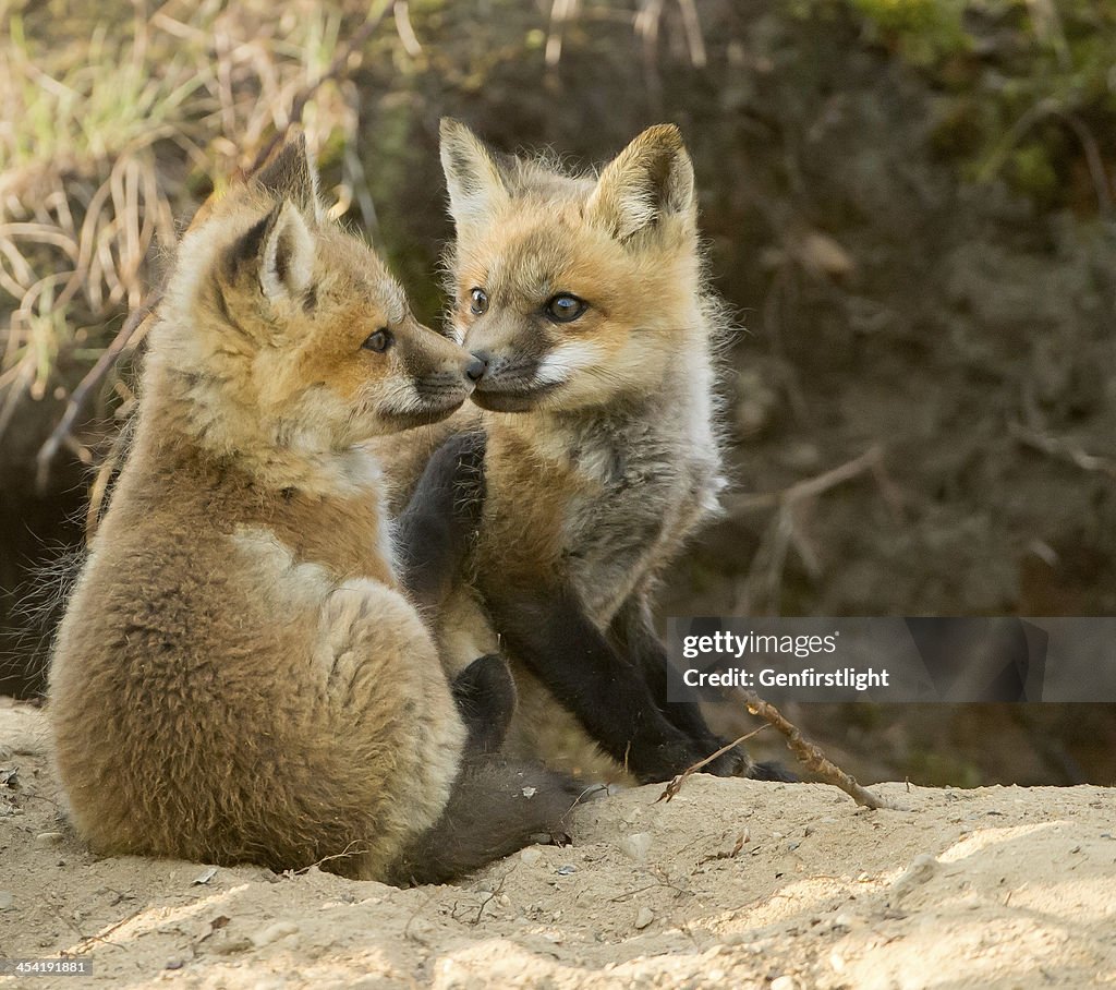 Kissing Cousins