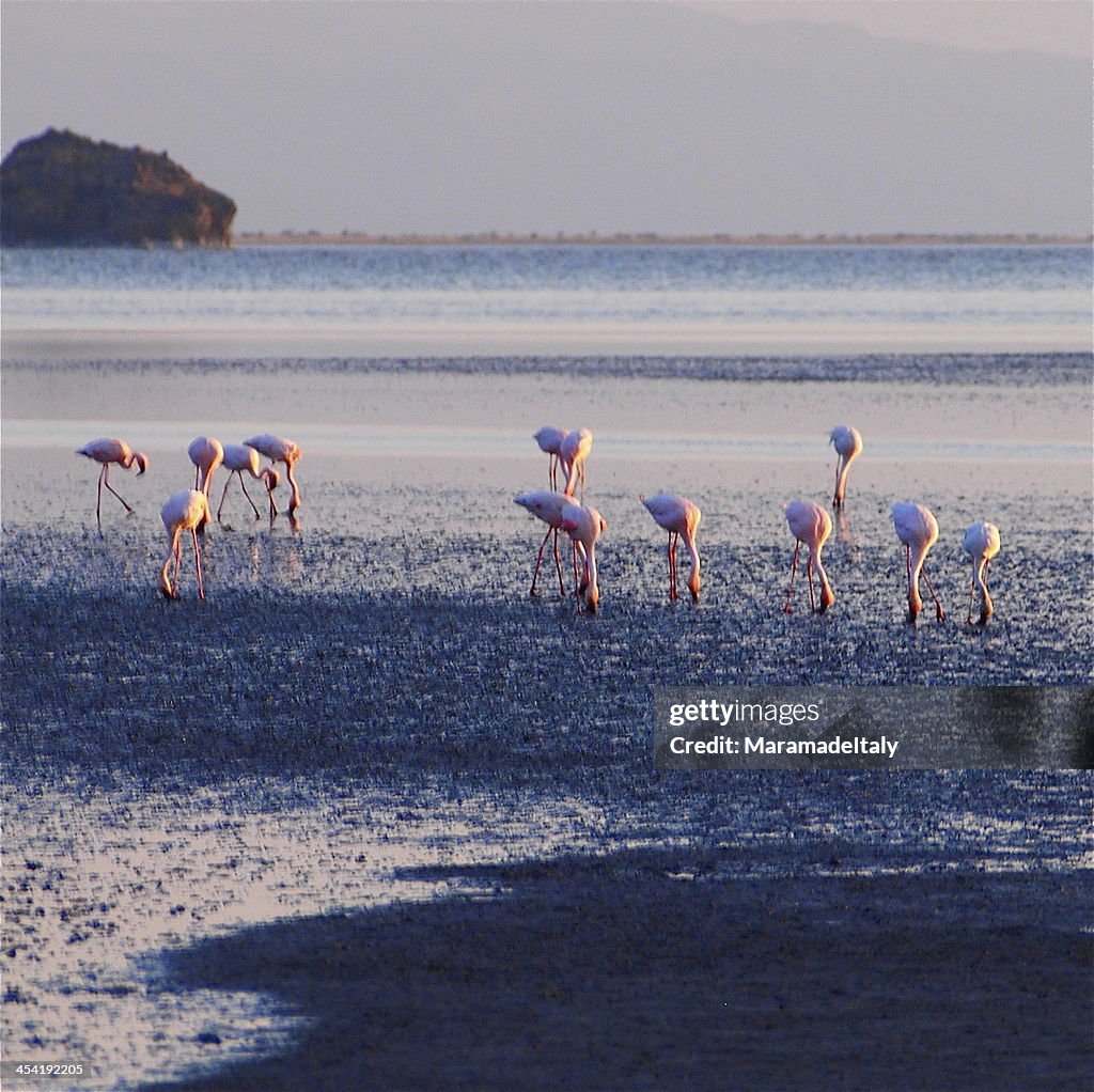 Flamingos im See Lake Natron