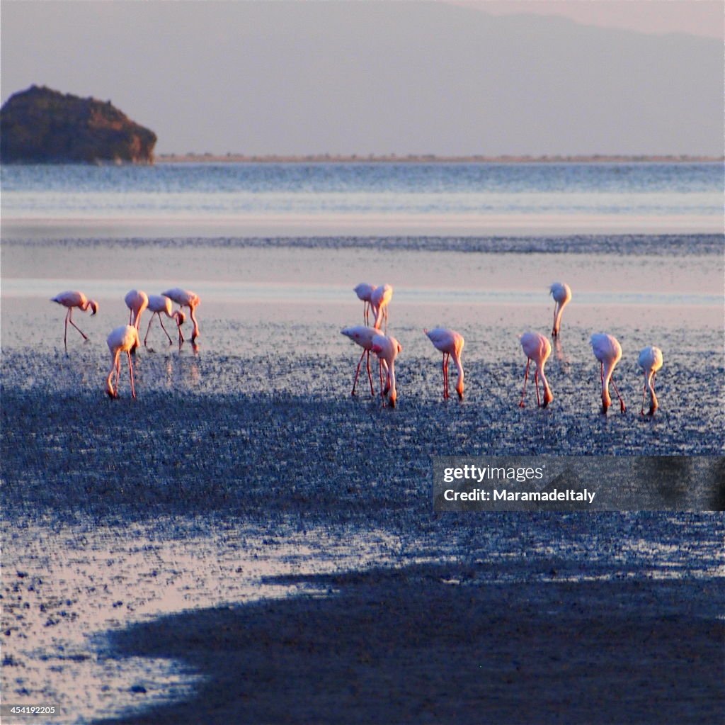 Flamingoes at Lake Natron