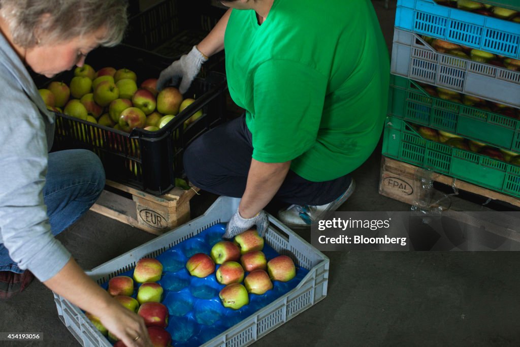 Apple Harvest As Russian Apple Ban Uproots Corporate Haven Status