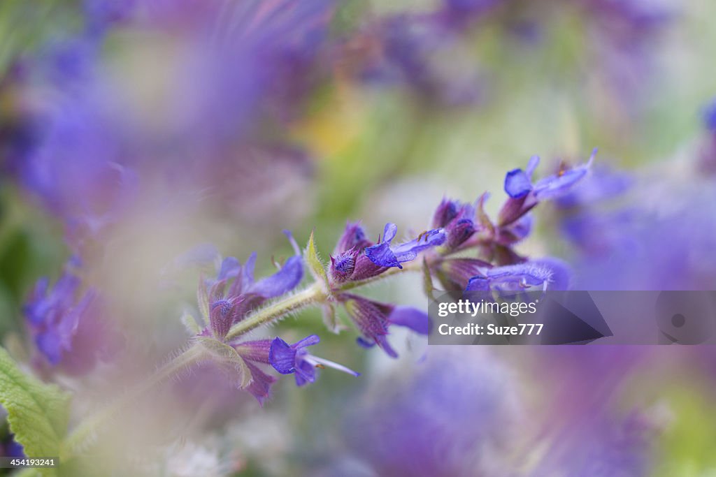 Schöne wild blumen