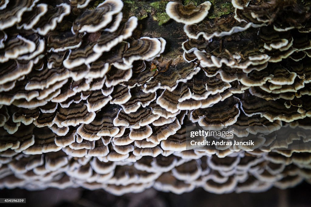 Group of mushrooms growing on a tree