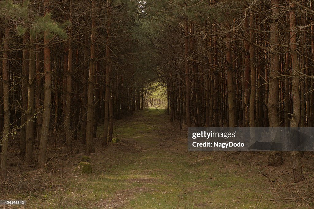 Dirt road in the forest