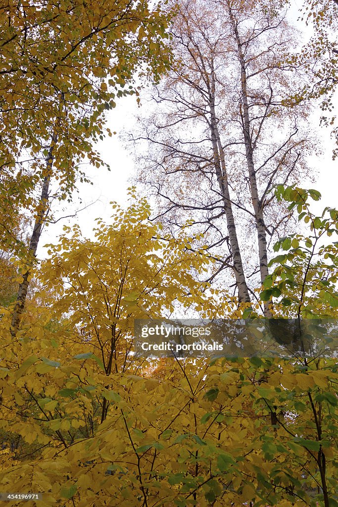 Otoño hojas de árbol
